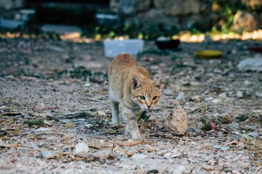 İsrail Yaban Hayatı