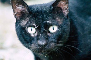 İsrail Yaban Hayatı