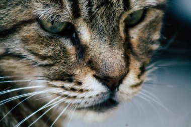 İsrail Yaban Hayatı