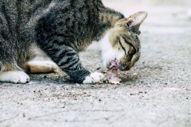 İsrail Yaban Hayatı