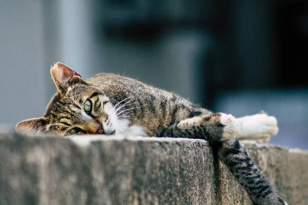 Wildtiere in Israel — Stockfoto