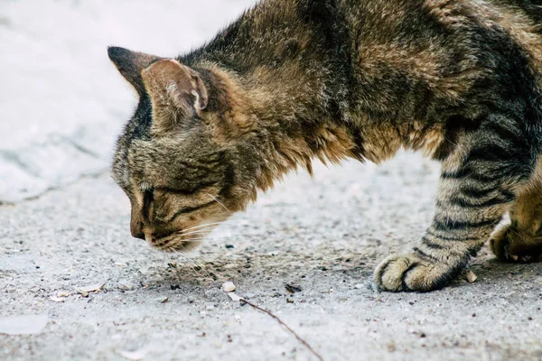 Fauna selvatica di Israele — Foto Stock