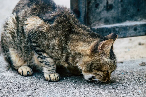 Wildtiere in Israel — Stockfoto