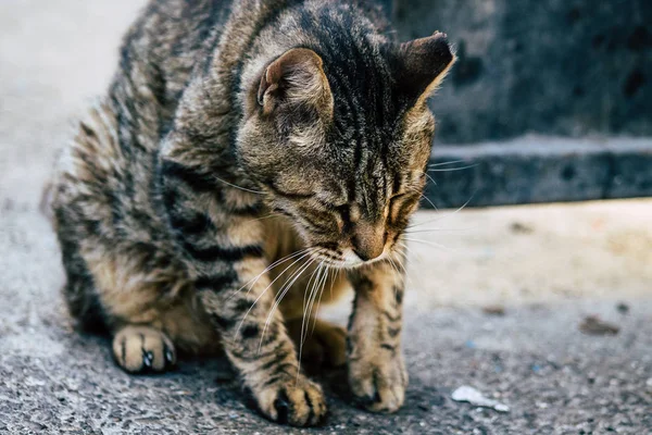 Wildtiere in Israel — Stockfoto