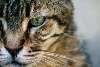 İsrail Yaban Hayatı