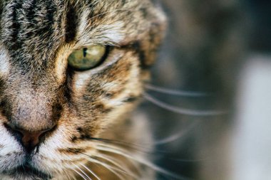 İsrail Yaban Hayatı