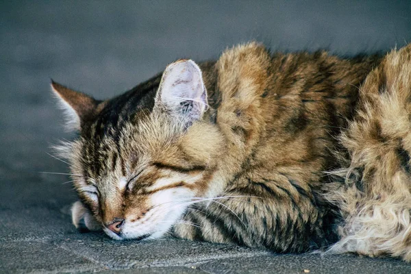 Wilde dieren van Israël — Stockfoto