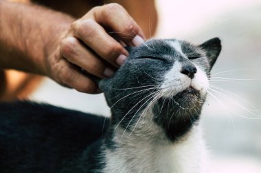 İsrail 'in Renkleri