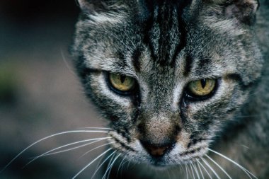 İsrail 'in Renkleri