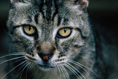 İsrail 'in Renkleri