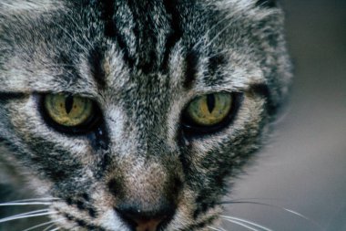 İsrail 'in Renkleri