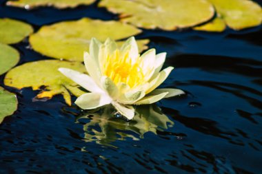 İsrail 'in Renkleri