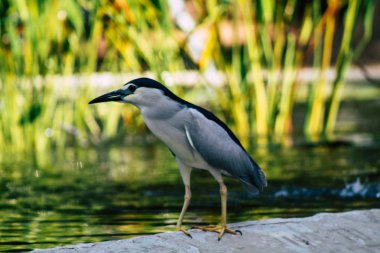İsrail 'in Renkleri