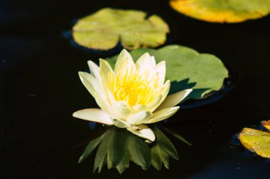 İsrail 'in Renkleri