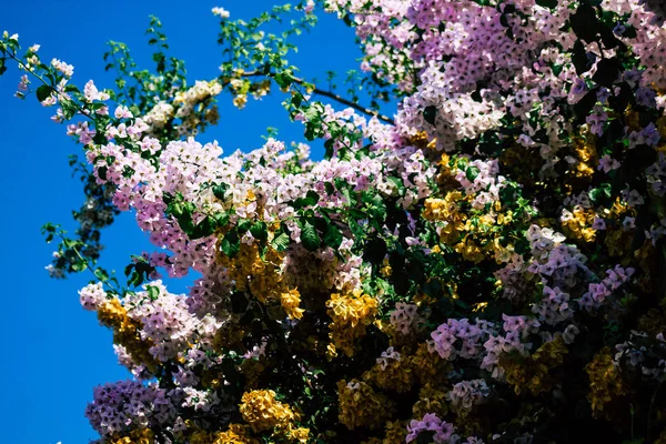 Colori della Grecia — Foto Stock