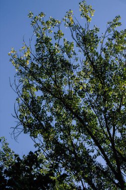 İtalya'nın renkleri