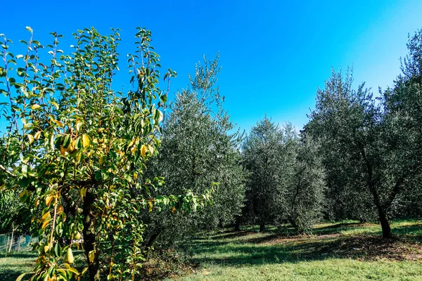 Colores de Italia — Foto de Stock