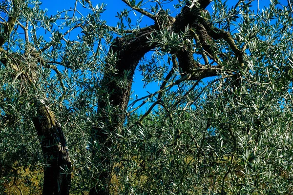 Colores de Italia — Foto de Stock