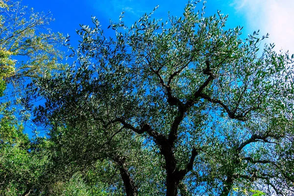 Colores de Italia — Foto de Stock