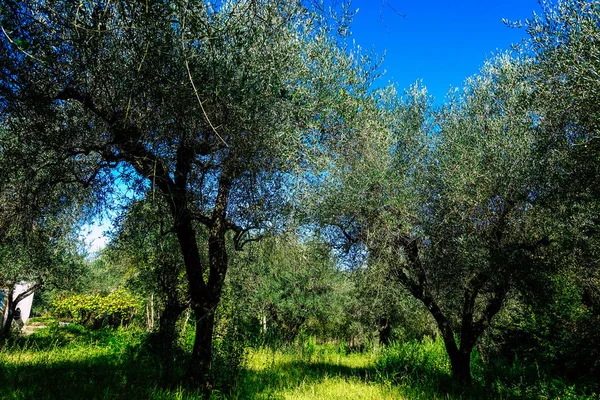 Colores de Italia — Foto de Stock