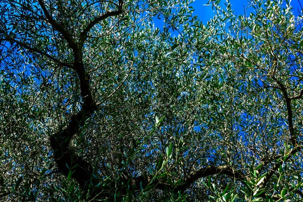 Colores de Italia — Foto de Stock