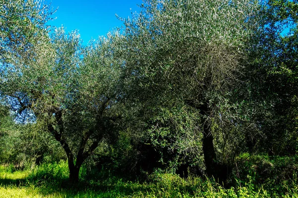 Colores de Italia — Foto de Stock