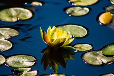 İsrail 'in Renkleri