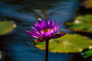 İsrail 'in Renkleri