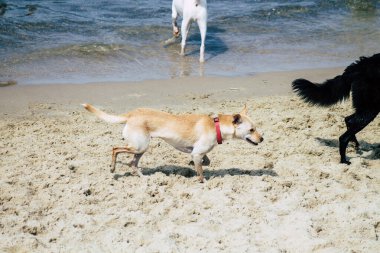 İsrail 'in Renkleri