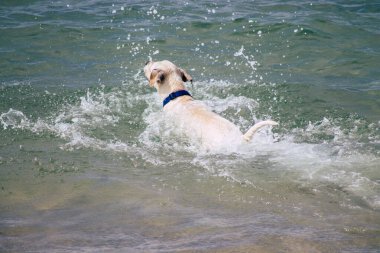 İsrail 'in Renkleri