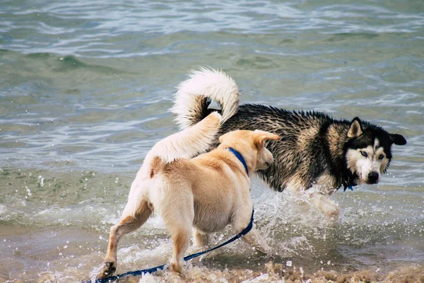 İsrail 'in Renkleri