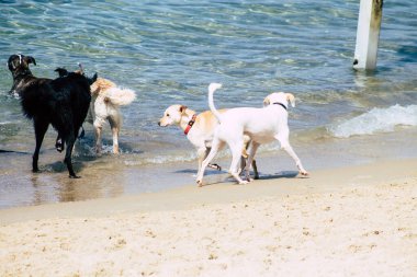 İsrail 'in Renkleri