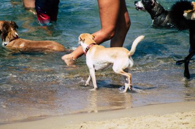 İsrail 'in Renkleri