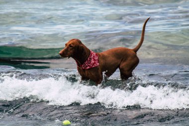 İsrail 'in Renkleri