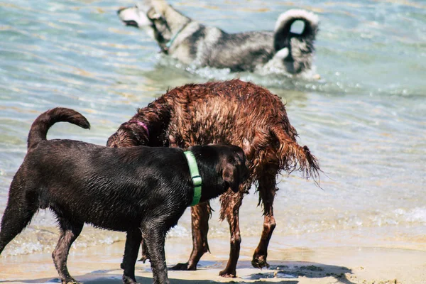 İsrail 'in Renkleri