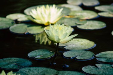 İsrail 'in Renkleri