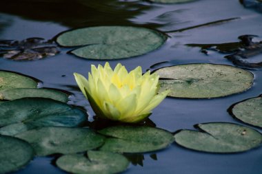 İsrail 'in Renkleri