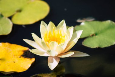 İsrail 'in Renkleri