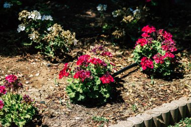 Kıbrıs Rum Kesimi 28 Mayıs 2020 'de Kıbrıs Rum Kesimi' nin Limasol kentinin göbeğindeki sahil caddesinde bulunan belediye kamu bahçesi manzarası