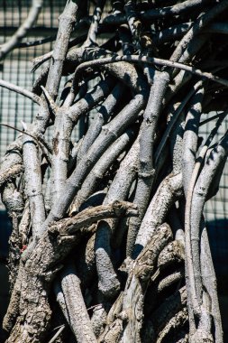 Kıbrıs Rum Kesimi 28 Mayıs 2020 'de Kıbrıs Rum Kesimi' nin Limasol kentinin göbeğindeki sahil caddesinde bulunan belediye kamu bahçesi manzarası