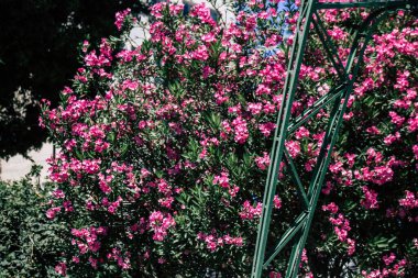 Kıbrıs Rum Kesimi 28 Mayıs 2020 'de Kıbrıs Rum Kesimi' nin Limasol kentinin göbeğindeki sahil caddesinde bulunan belediye kamu bahçesi manzarası