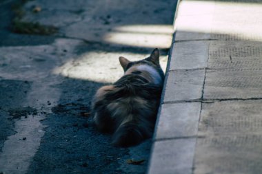 Limasol Kıbrıs Rum Kesimi 28 Mayıs 2020 Kıbrıs Rum Kesimi 'nde Limasol sokaklarında yaşayan evcil kedinin görüntüsü