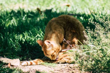 Limasol Kıbrıs Rum Kesimi 28 Mayıs 2020 Kıbrıs Rum Kesimi 'nde Limasol sokaklarında yaşayan evcil kedinin görüntüsü
