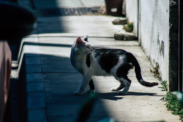 Limassol Kypr Května 2020 Pohled Kočky Žijící Ulicích Limassolu Kyperském — Stock fotografie