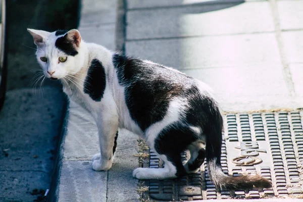 Limassol Ciprus Május 2020 View Domestic Cat Living Streets Limassol — Stock Fotó