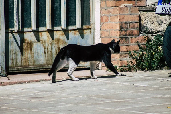 Limassol Cyprus May 2020 View Domestic Cat Living Streets Limassol — Stock Photo, Image