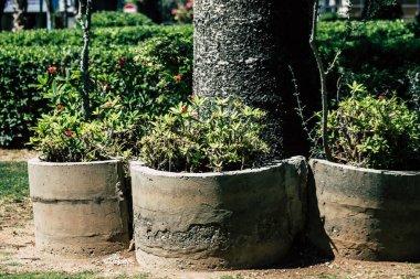 Kıbrıs Rum Kesimi 28 Mayıs 2020 'de Kıbrıs Rum Kesimi' nin Limasol kentinin göbeğindeki sahil caddesinde bulunan belediye kamu bahçesi manzarası