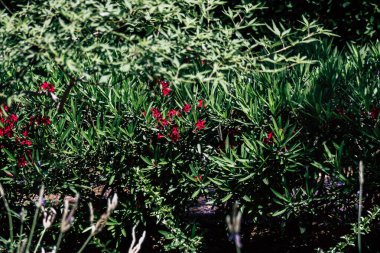 Kıbrıs Rum Kesimi 28 Mayıs 2020 'de Kıbrıs Rum Kesimi' nin Limasol kentinin göbeğindeki sahil caddesinde bulunan belediye kamu bahçesi manzarası