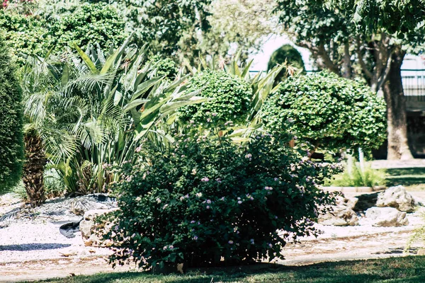 Limassol Cypern Maj 2020 Utsikt Över Den Kommunala Offentliga Trädgården — Stockfoto
