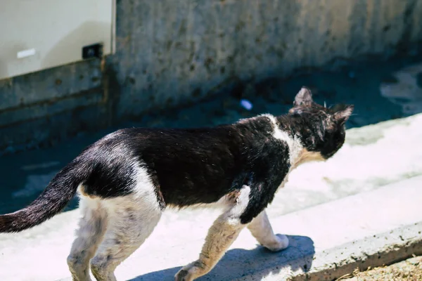 Limassol Chypre Mai 2020 Vue Chat Domestique Vivant Dans Les — Photo